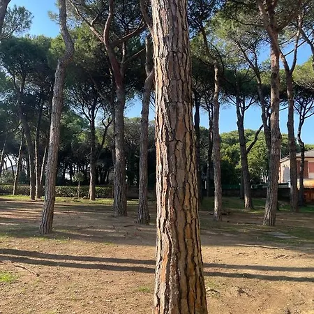 Pineta- Solo Per Famiglie- Walterigato Lido di Jesolo
